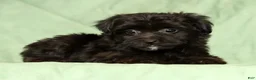 Yorkiepoo dogs for sale: Remy - Ad 1