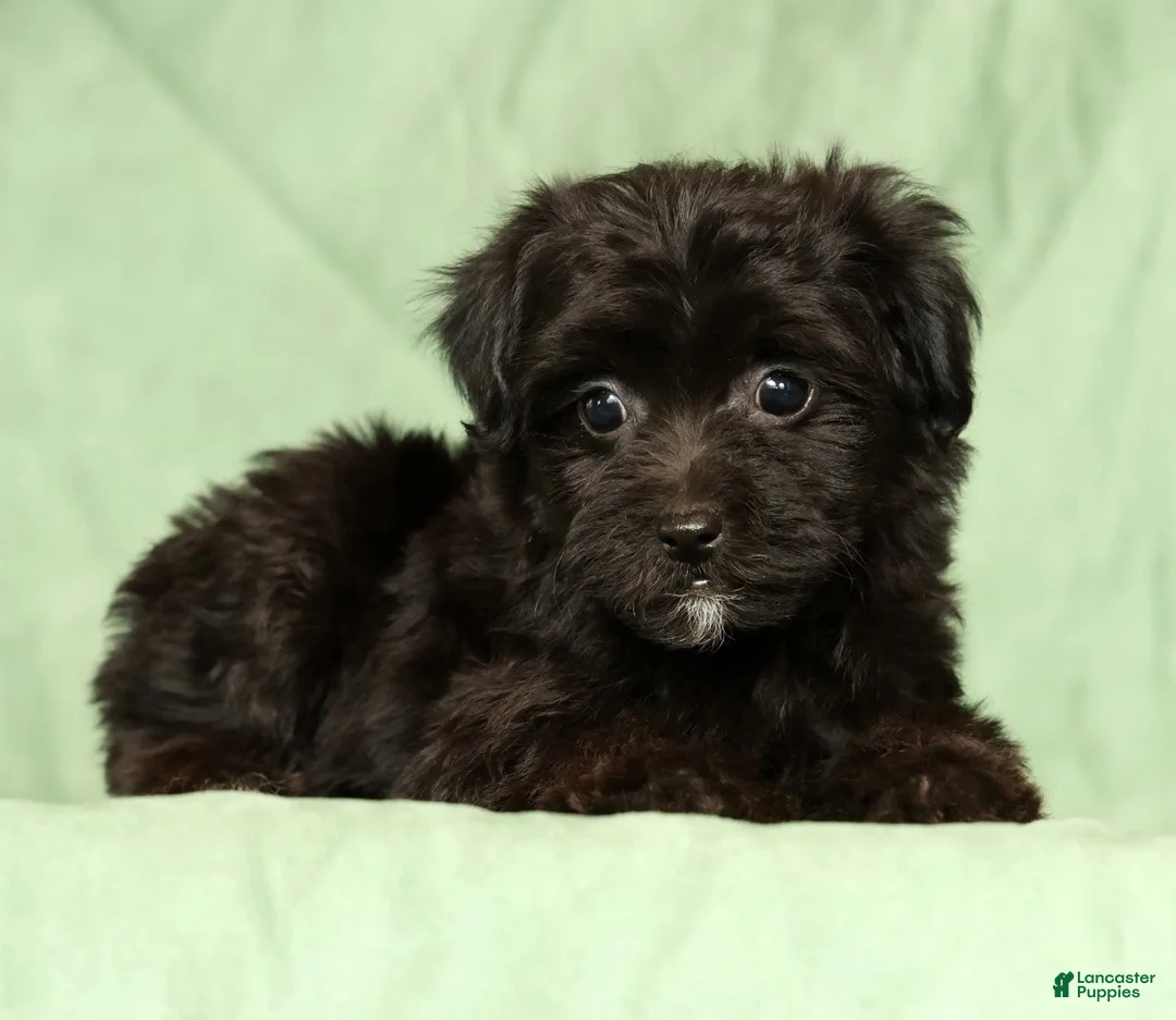 Yorkiepoo dogs for sale: Remy - Ad 1
