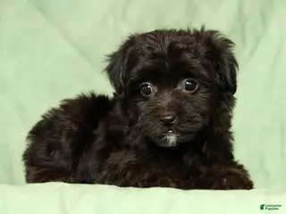 Yorkiepoo dogs for sale: Remy - Ad 2