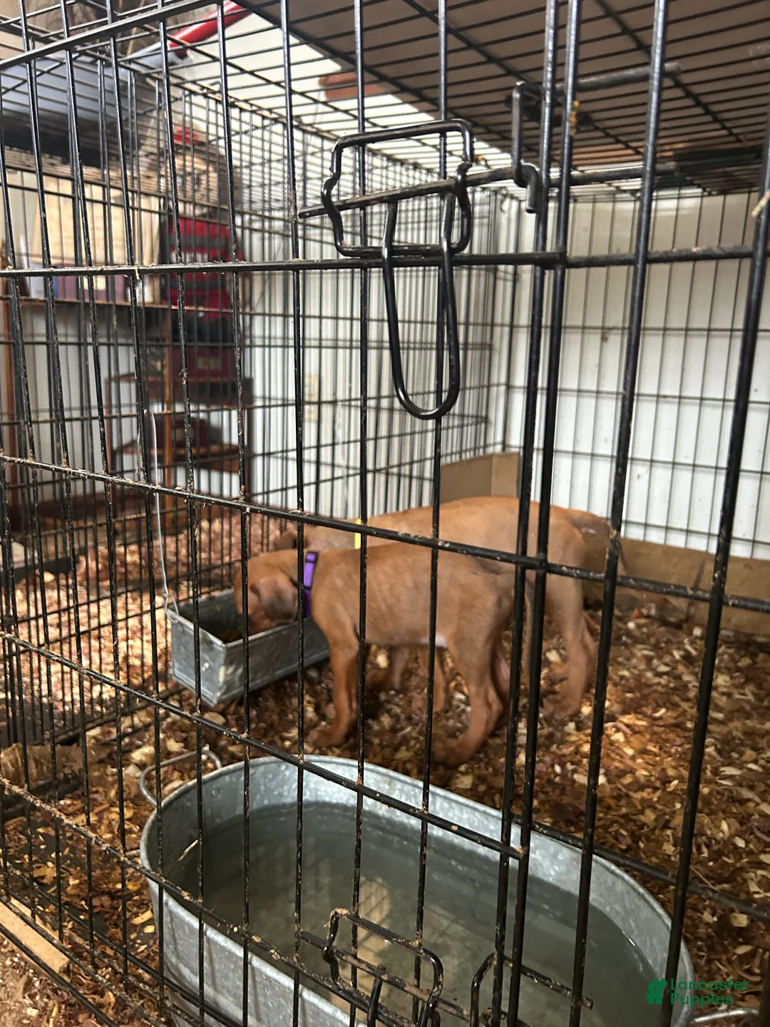 Rhodesian Ridgeback dogs for sale: Rhodesian Ridgeback Puppy 1 sky blue collar - Ad 26