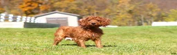 Cavapoo dogs for sale: Quinn - Ad 7