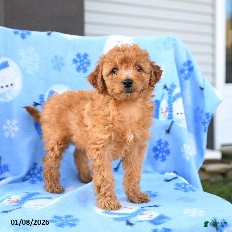Mini Goldendoodle dogs Wren - Ad 39
