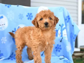 Mini Goldendoodle dogs Wren - Ad 29