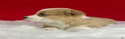 Welsh Corgi Pembroke dogs for sale: Poppy - Ad 4