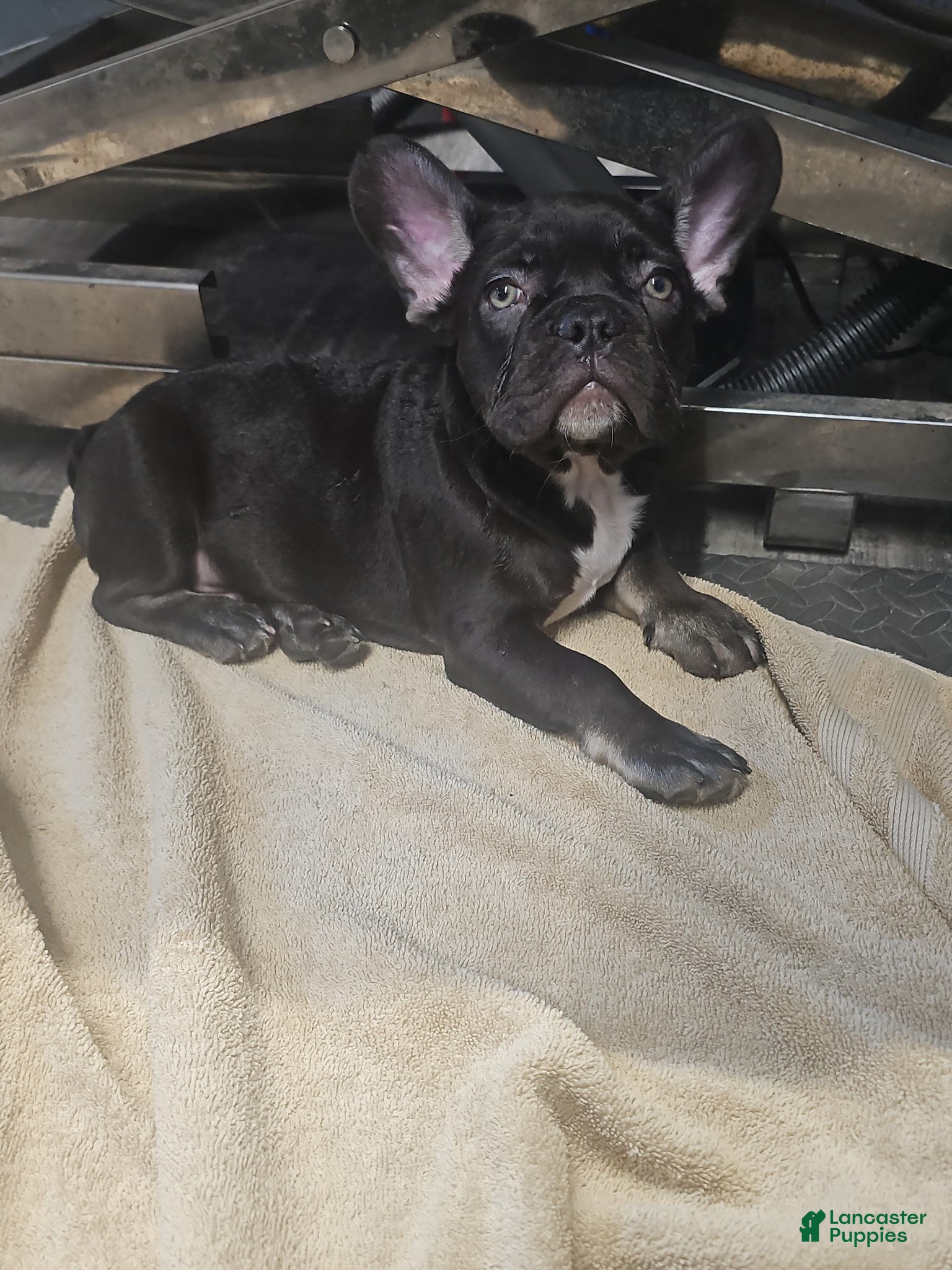 French Bulldog dogs Coco Boy - Ad 2