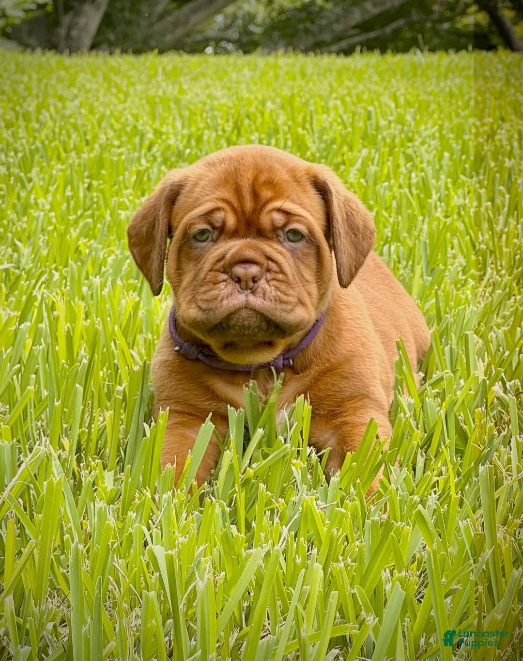 bordeaux puppies dogue de bordeaux cross english bulldog
