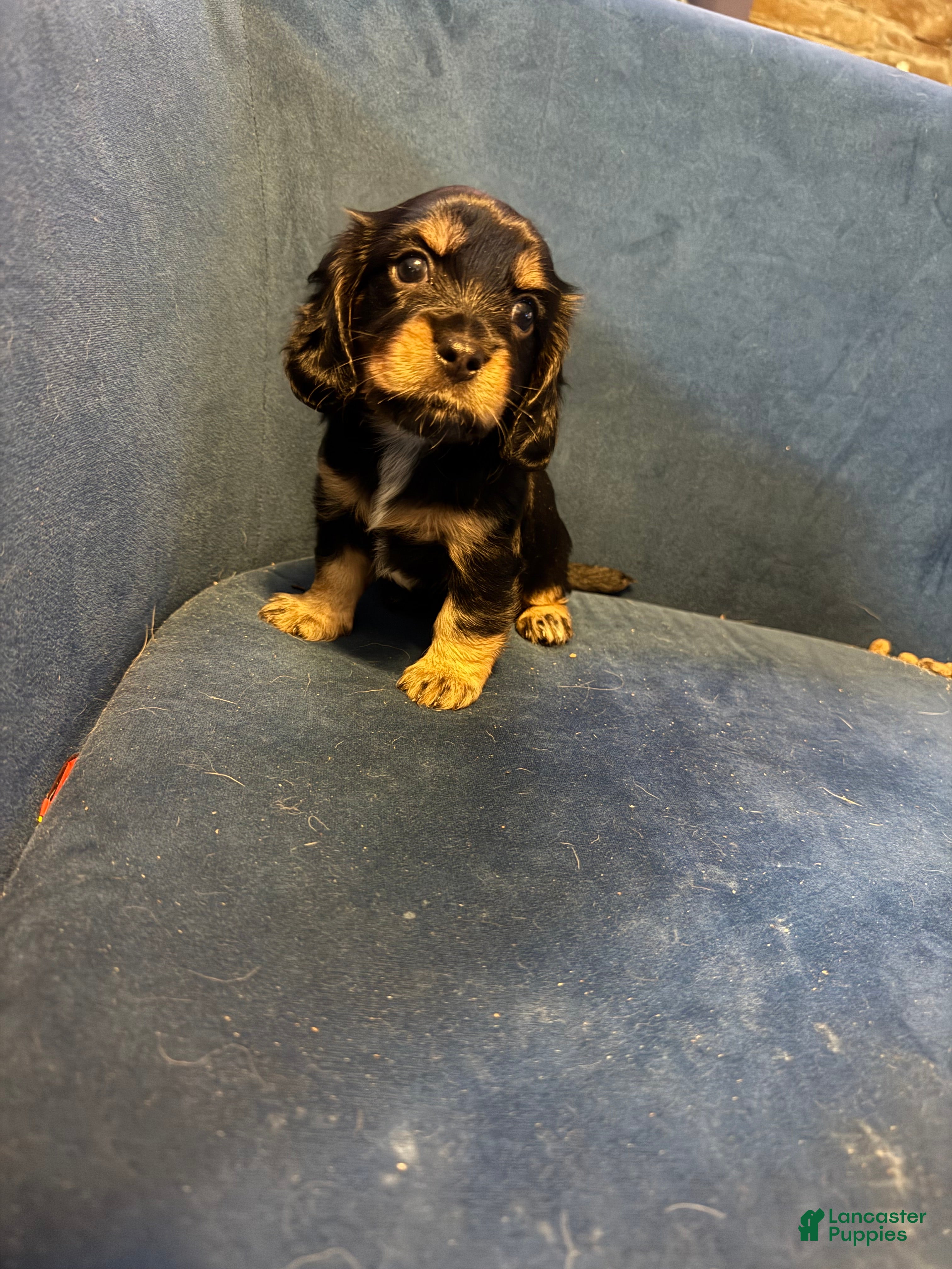 King Charles Spaniel dogs Princess Diana  - Ad 1