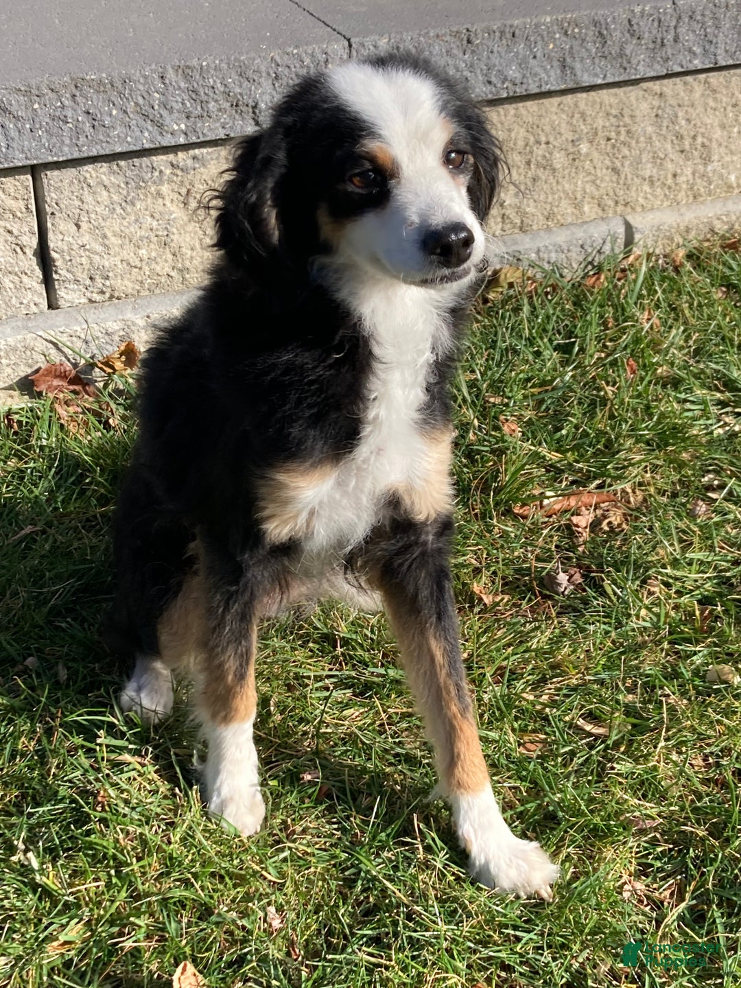 Mini Bernedoodle dogs for sale: Patches - Ad 4