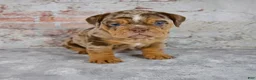 Beabull dogs for sale: Ginger - Ad 7
