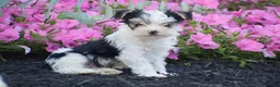 Yorkshire Terrier dogs for sale: Carson - Ad 2