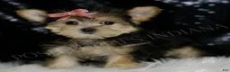 Morkie dogs for sale: Leah - Ad 4
