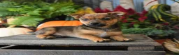 Mixed Breed dogs for sale: Atlas - Ad 3