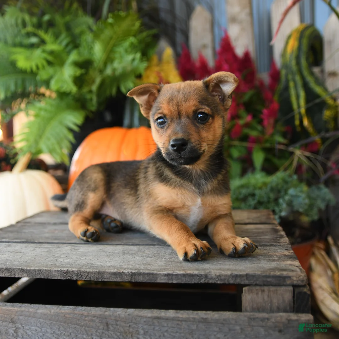 Mixed Breed dogs for sale: Atlas - Ad 3