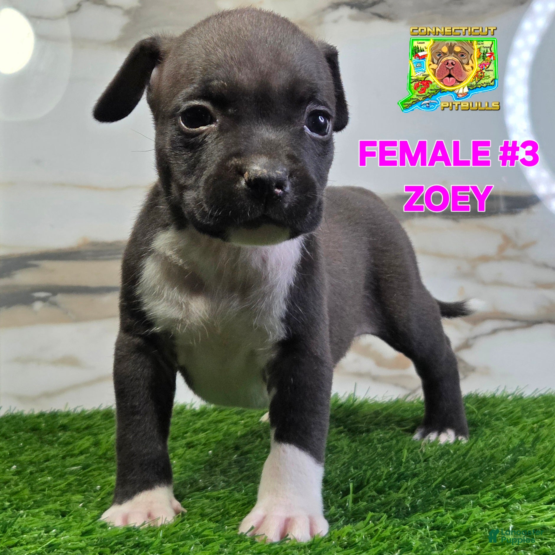 American Bully dogs Zoey - Ad 21