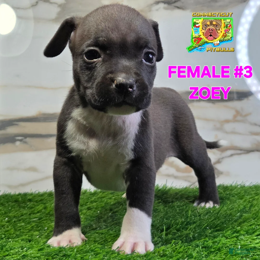 American Bully dogs for sale: Zoey - Ad 1