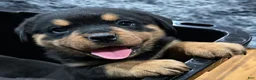Rottweiler dogs for sale: Rottweiler 1 - Ad 5