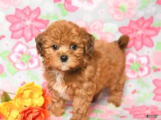 Havapoo dogs for sale: Leo - Ad 1