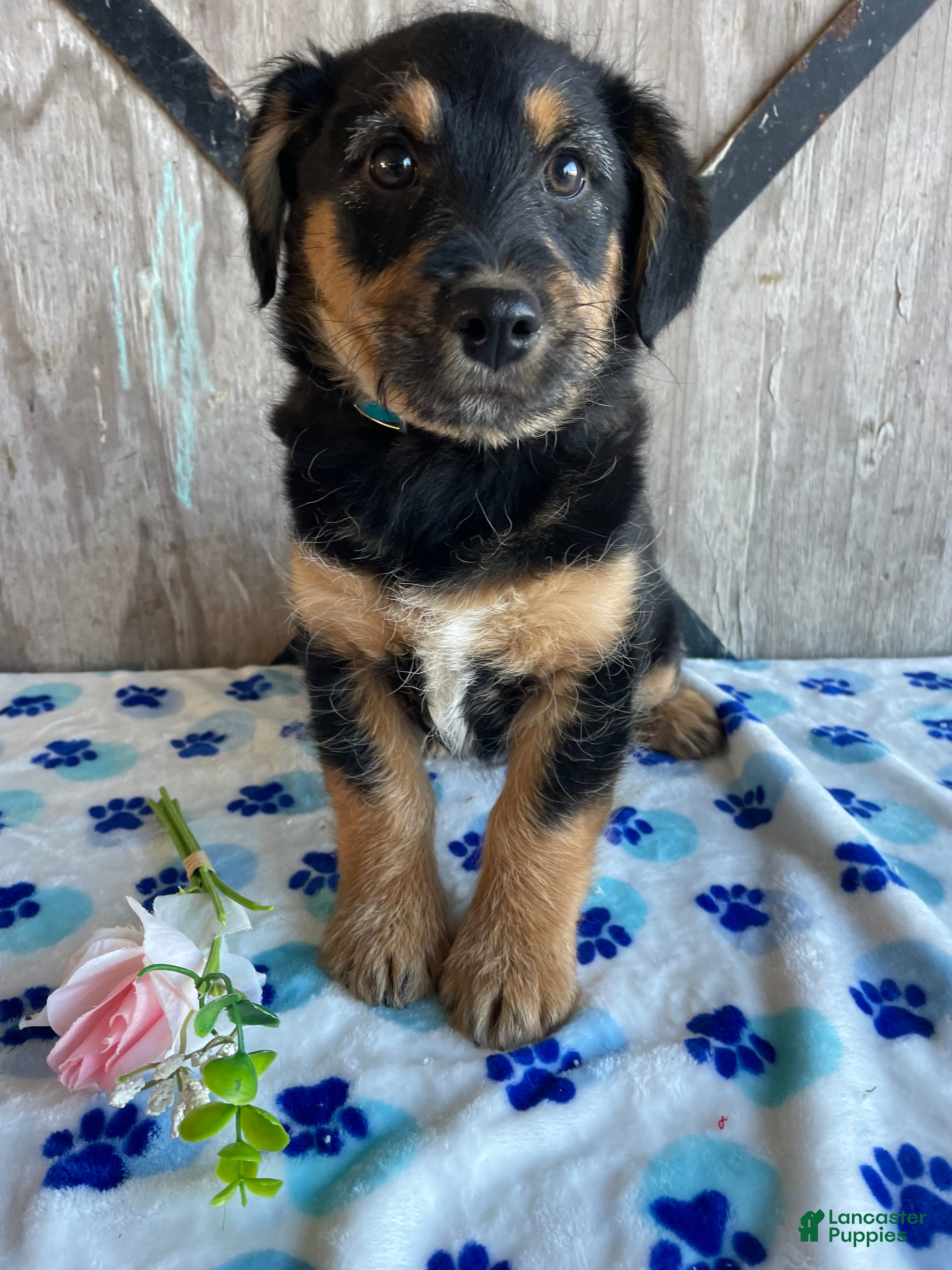 Corgipoo dogs Ernie - Ad 5