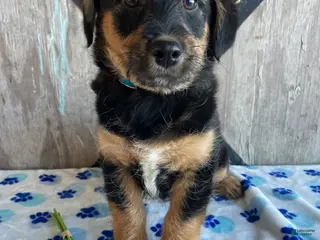 Corgipoo dogs Ernie - Ad 5