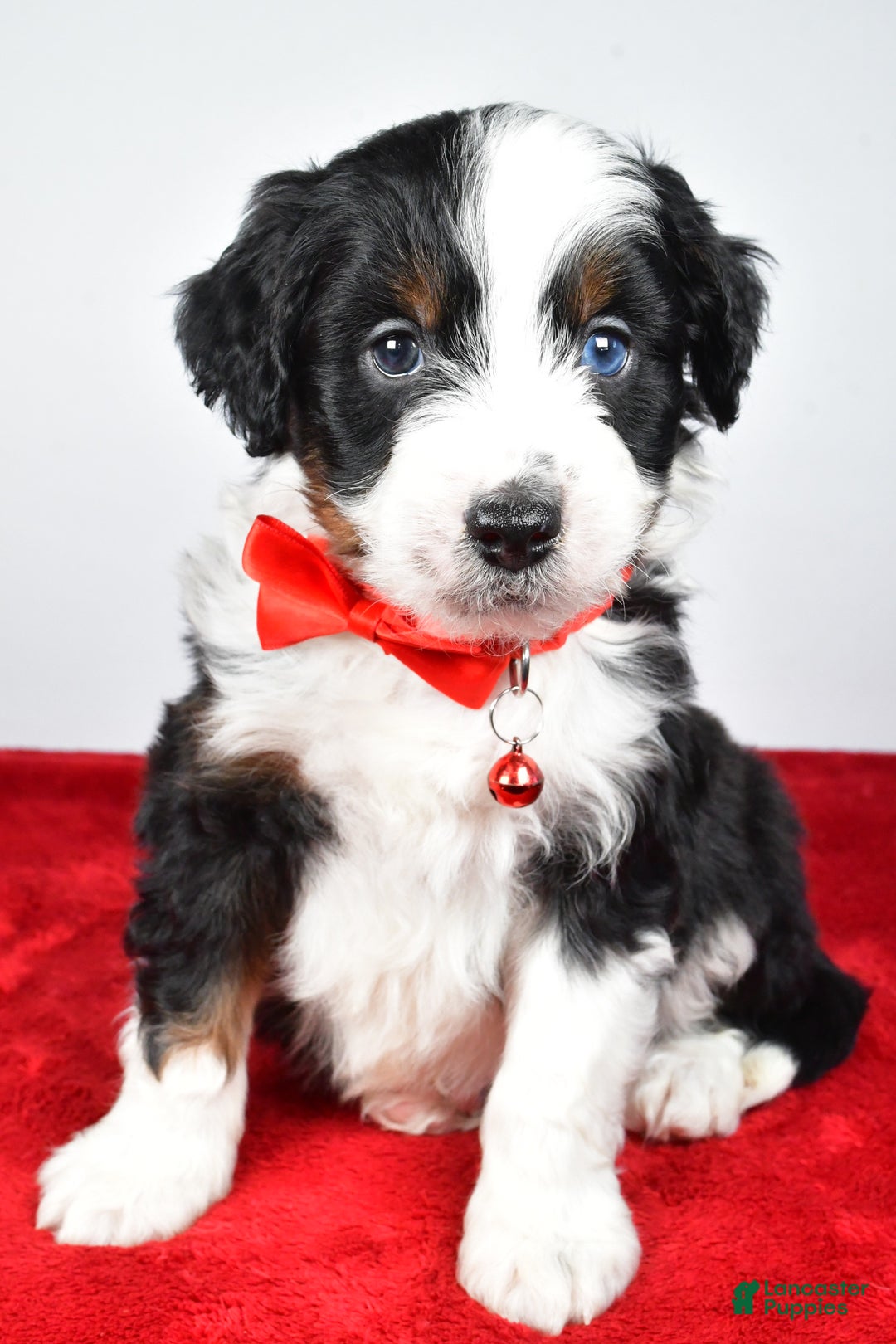 Mini Aussiedoodle dogs for sale: Shadow - Ad 4