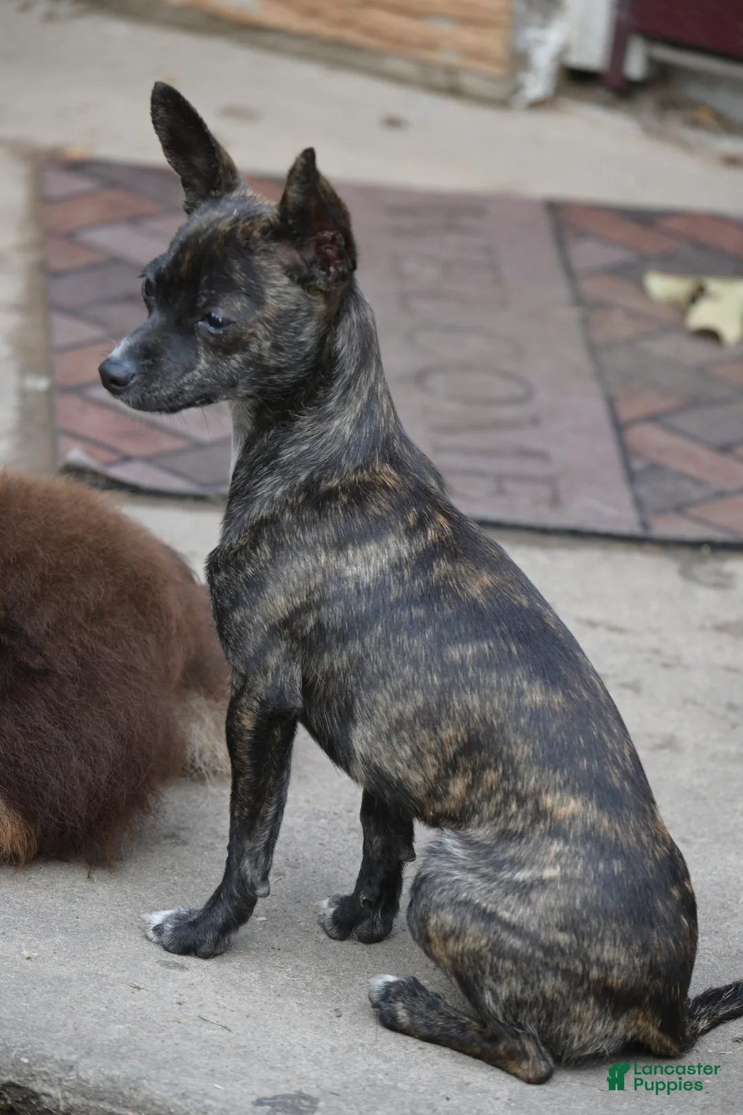 Chihuahua dogs for sale: Chihuahua Puppy 1 - Ad 2