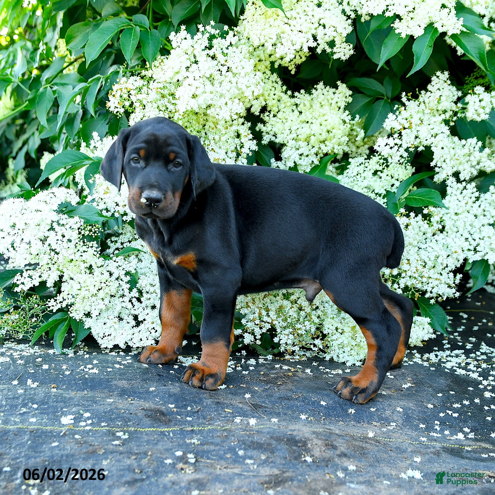 Doberman Pinscher dogs Lance  - Ad 1