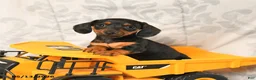 Miniature Dachshund dogs for sale: Lily - Ad 3