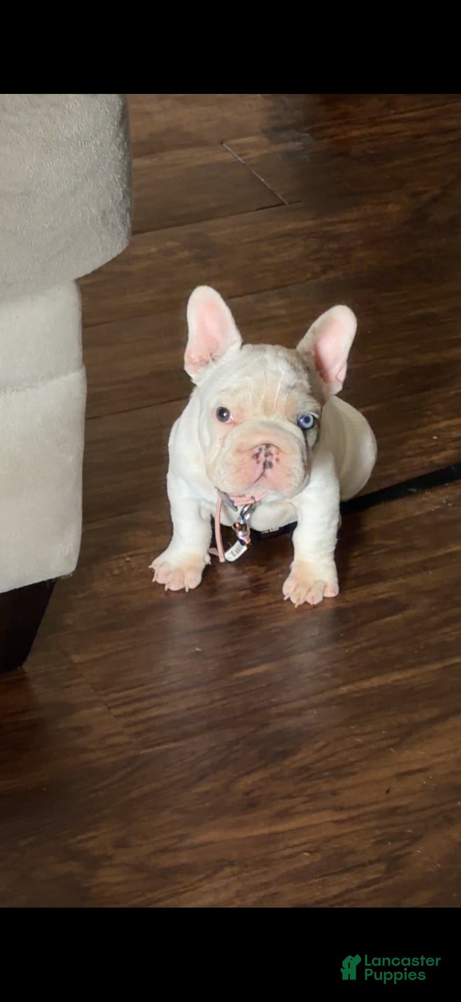 French Bulldog dogs French Bulldog 8 - Ad 1