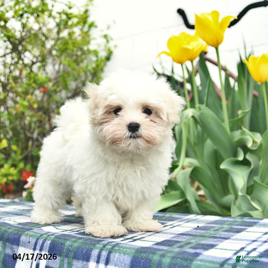Maltese dogs Sugar - Ad 2