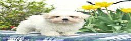 Maltese dogs for sale: Sugar - Ad 2