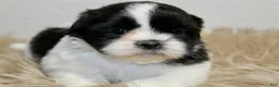 Shih Tzu dogs for sale: Panda - Ad 7