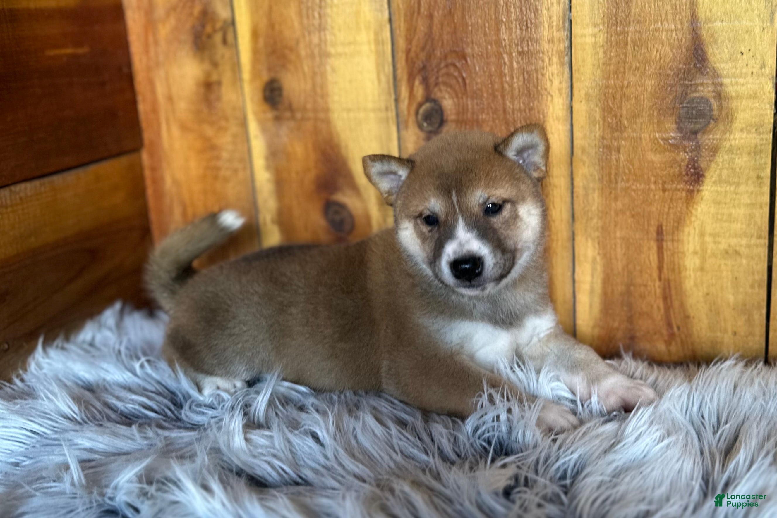 Shiba Inu dogs Shiba Inu Puppy 4 - Ad 1
