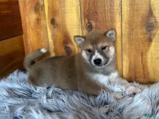 Shiba Inu dogs for sale: Shiba Inu Puppy 4 - Ad 1