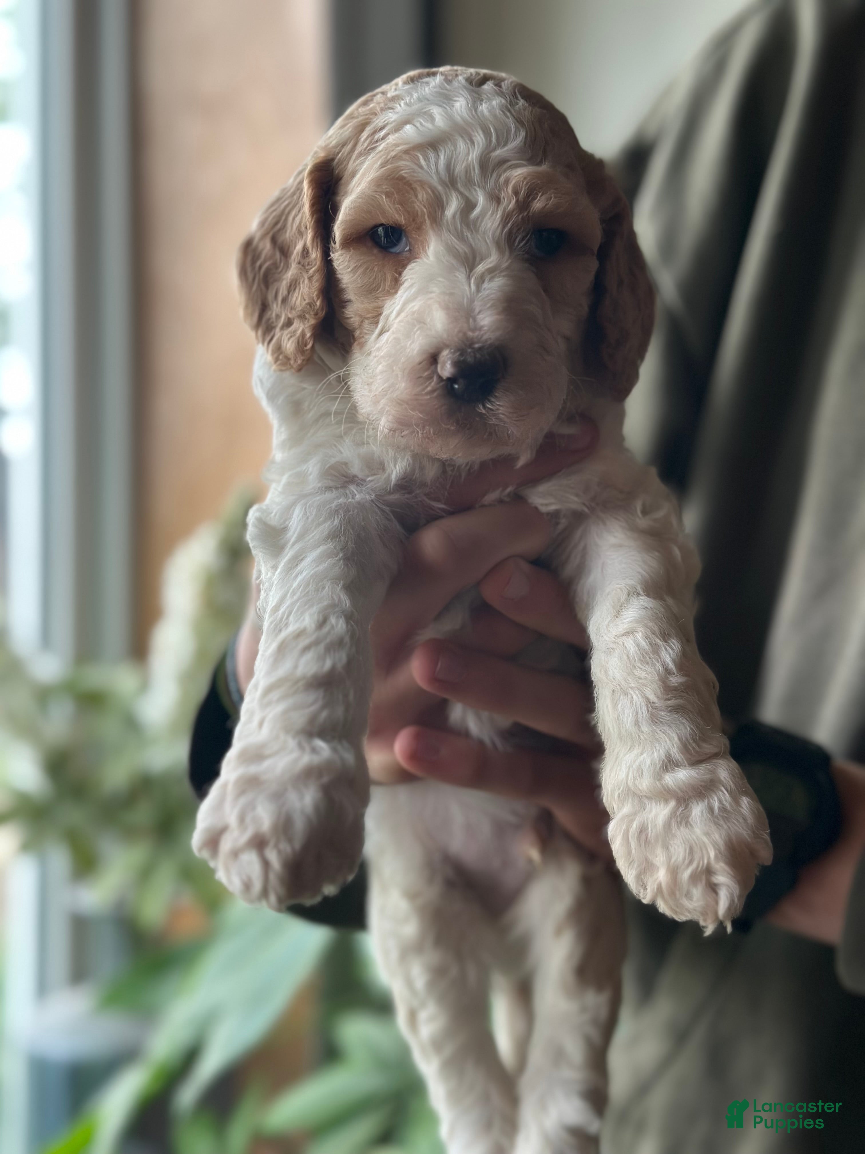 Standard Poodle dogs Standard Poodle Puppy 2 - Ad 1