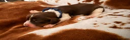 English Springer Spaniel dogs for sale: Blue boy liver Tri tick-Male - Ad 2