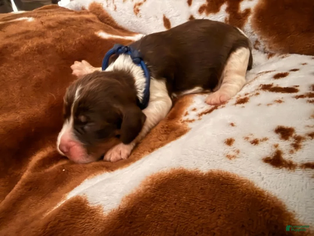 English Springer Spaniel dogs for sale: Blue boy liver Tri tick-Male - Ad 2