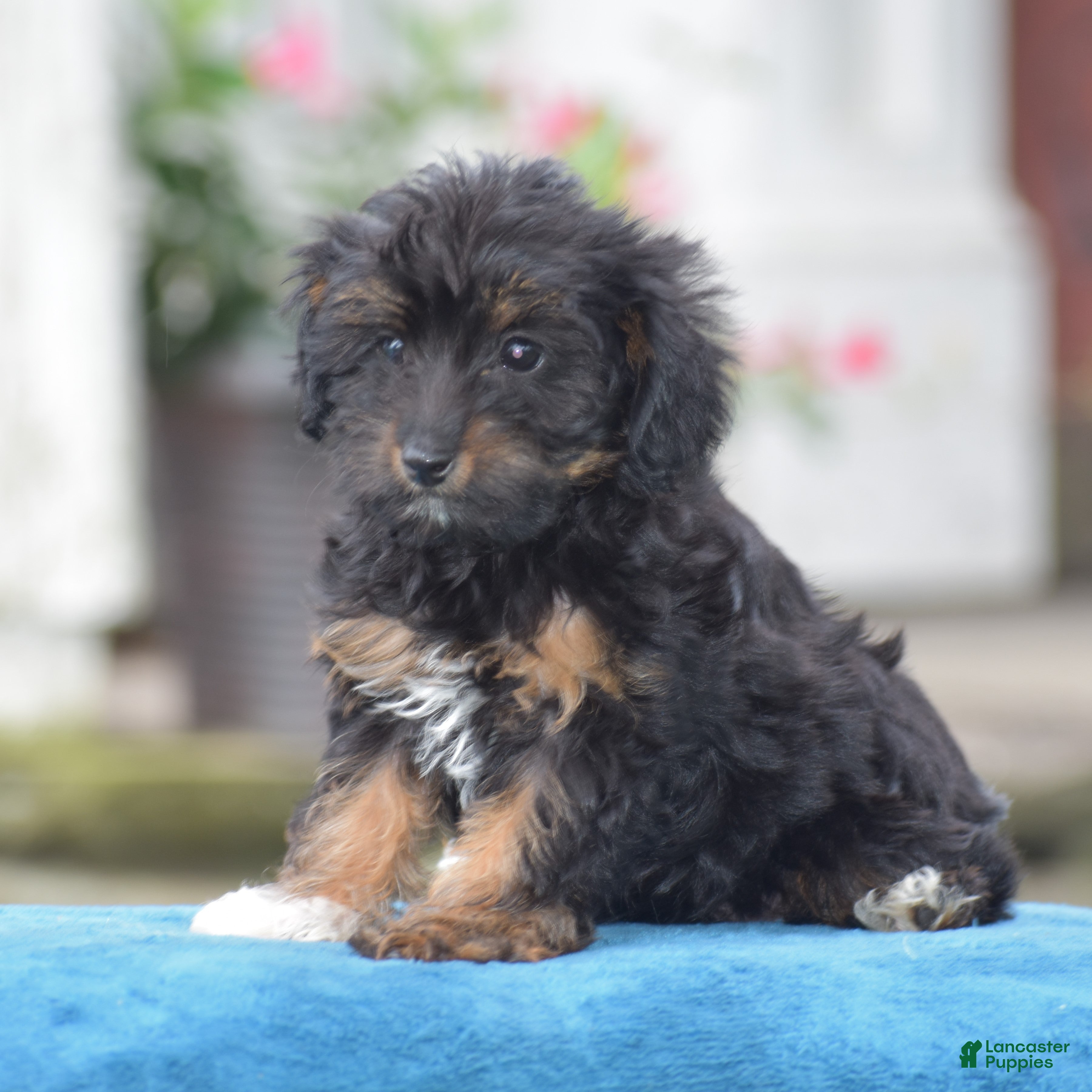 Yorkiepoo dogs Anya - Ad 2
