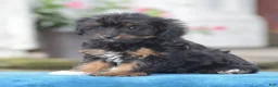 Yorkiepoo dogs for sale: Anya - Ad 7