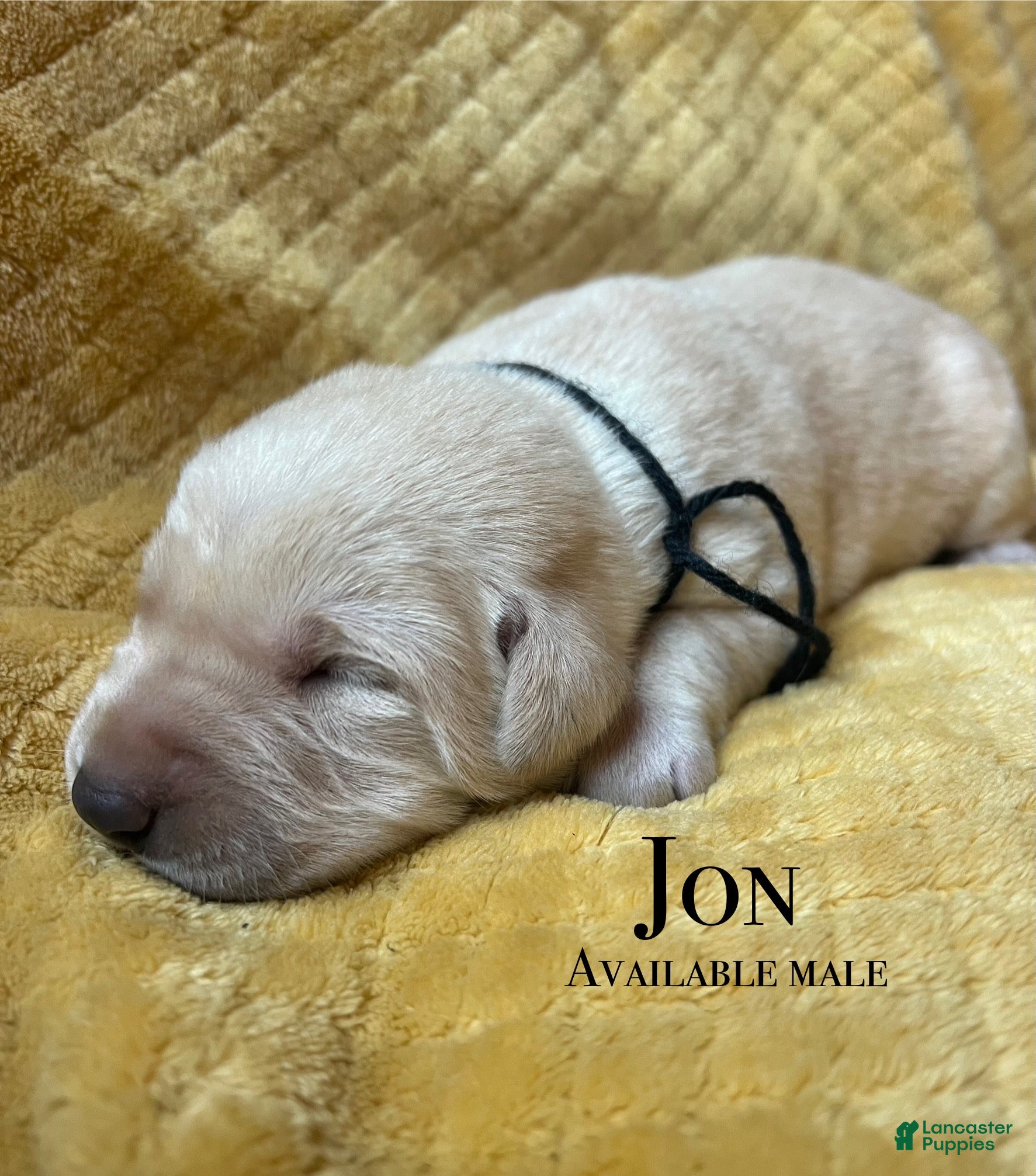 Labrador Retriever dogs Jon - Ad 6