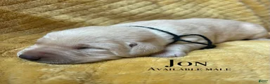 Jon