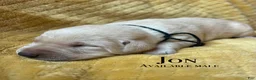 Labrador Retriever dogs for sale: Jon - Ad 1