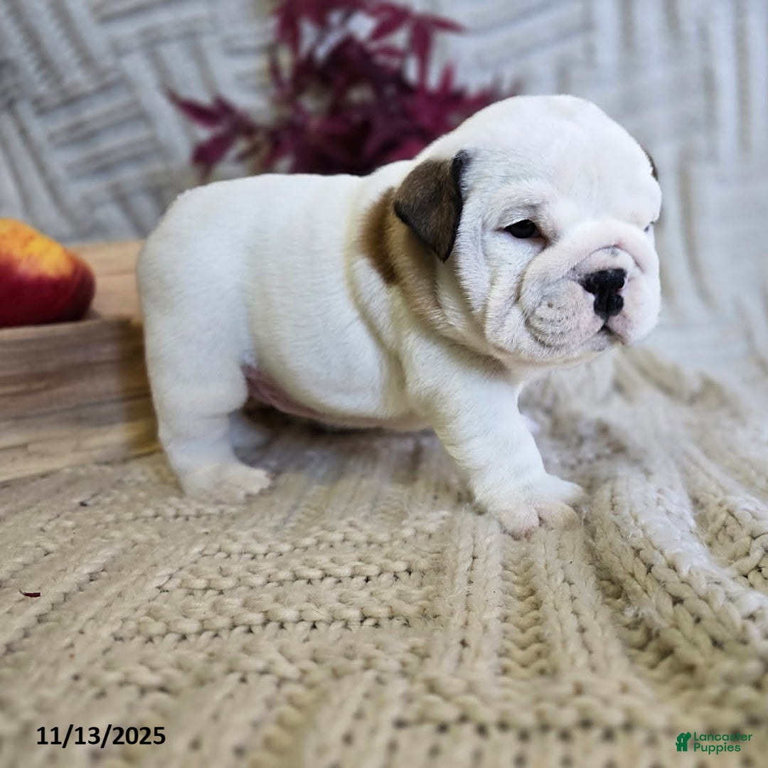 English Bulldog dogs for sale: Chowder - Ad 6