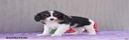 Cavalier King Charles Spaniel dogs for sale: Batman - Ad 1