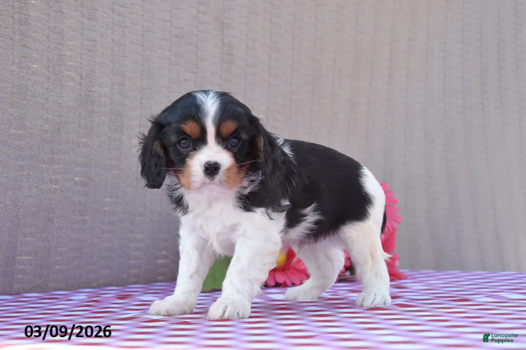 Cavalier King Charles Spaniel dogs for sale: Batman - Ad 1