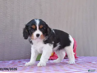 Cavalier King Charles Spaniel dogs for sale: Batman - Ad 4