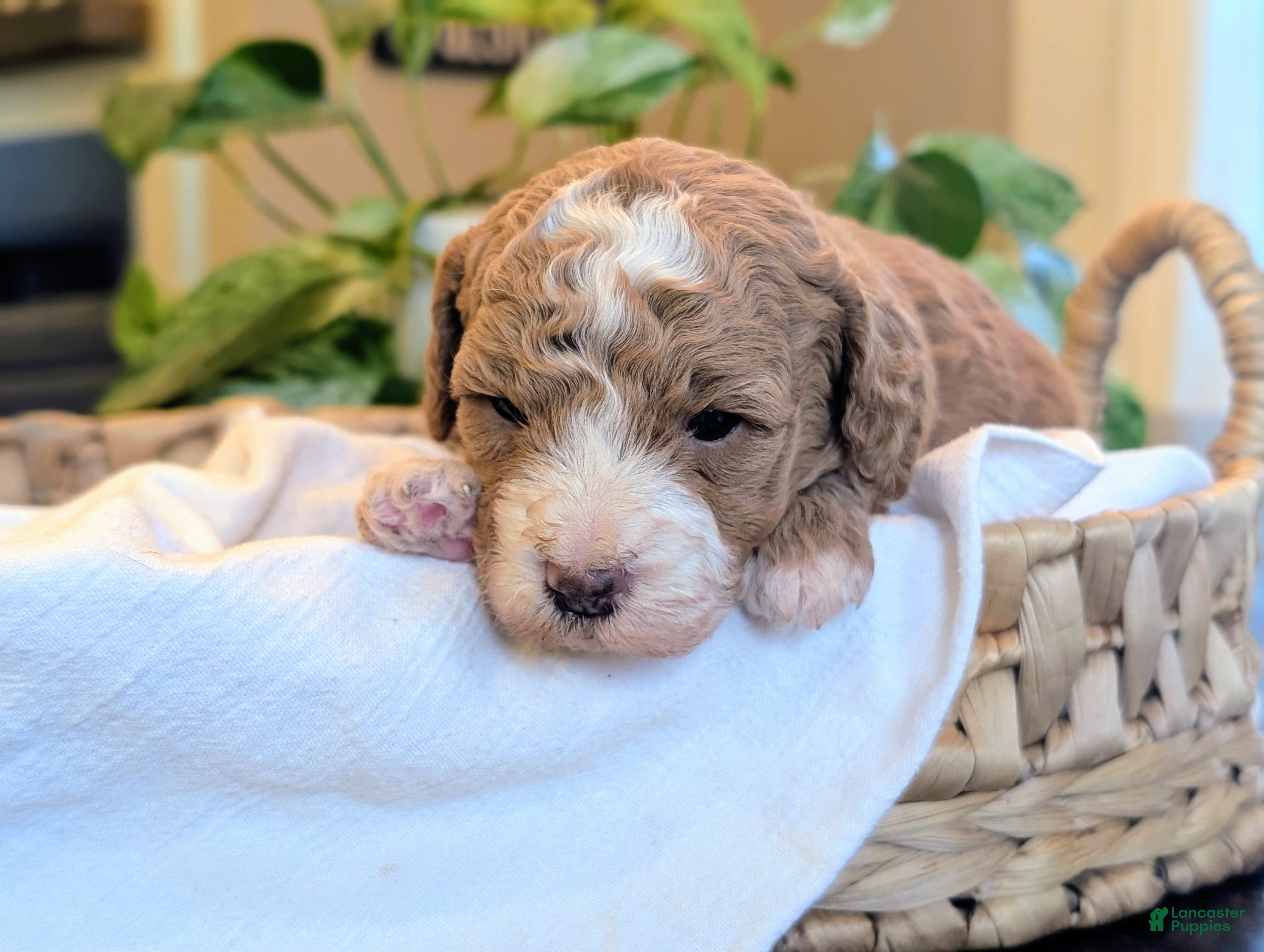 Mini Goldendoodle dogs Nicki - Ad 1