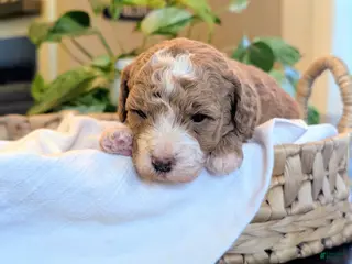 Mini Goldendoodle dogs for sale: Nicki - Ad 1
