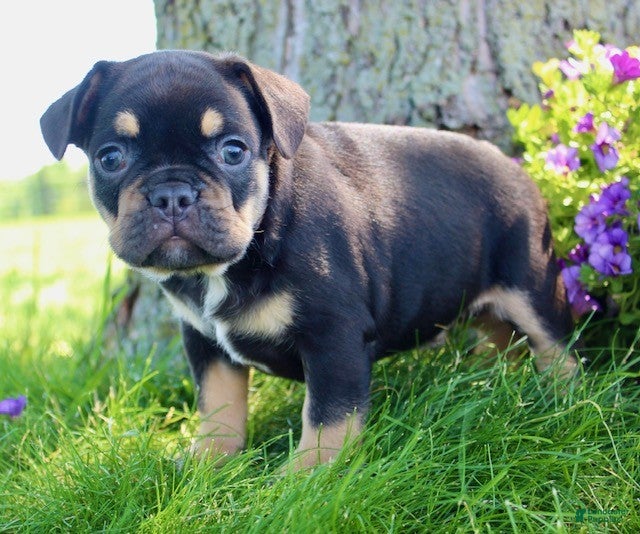 French Bulldog dogs Joey - Ad 2