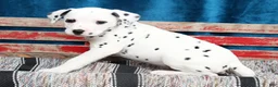 Dalmatian dogs for sale: Layla - Ad 5