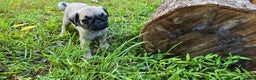 Pug dogs for sale: Dwight - Ad 7